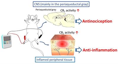 The Endocannabinoid System Contributes to Electroacupuncture Analgesia